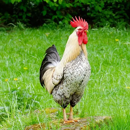 Διαμέρισμα Gruenes Tal Karl Rabennest